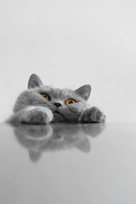 GrayCat