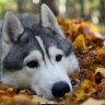 Макс Коло